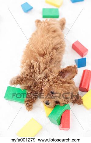 Stock Photo - Toy Poodle. Fotosearch