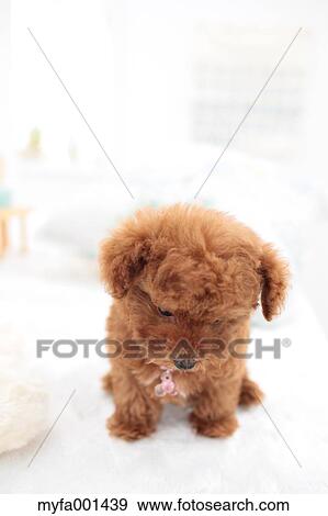 Toy Poodle View Large Photo Image Stock Photo - Toy Poodle. Fotosearch