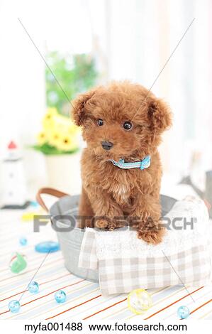 Toy Poodle View Large Photo Image Stock Photo - Toy Poodle. Fotosearch