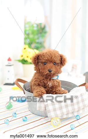 Stock Photo - Toy Poodle. Fotosearch