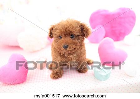 Toy Poodle View Large Photo Image Stock Photo - Toy Poodle. Fotosearch