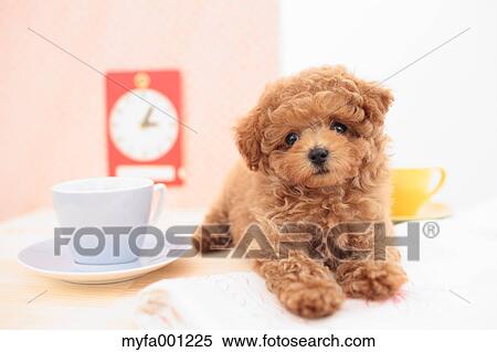 Toy Poodle View Large Photo Image Stock Photography - Toy Poodle. Fotosearch