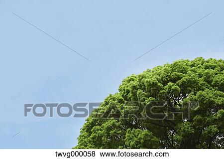 Tree and blue sky View Large Photo Image Stock Photo - Tree and blue sky. Fotosearch