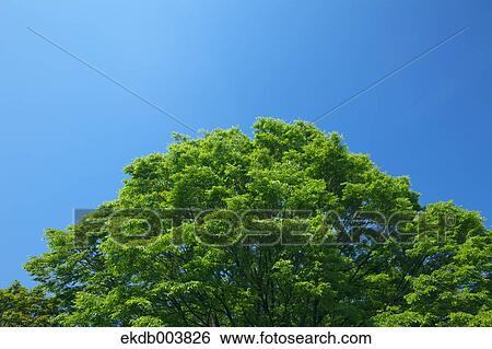 Tree and blue sky View Large Photo Image Stock Photograph - Tree and blue sky. Fotosearch