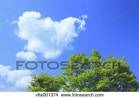 Tree and blue sky with clouds View Large Photo Image Picture - Tree and blue sky with clouds. Fotosearch