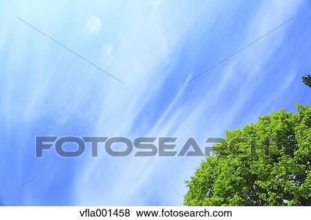 Tree and blue sky with clouds View Large Photo Image Stock Photo - Tree and blue sky with clouds. Fotosearch