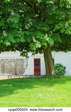Tree and building at Oost Watts, Netherlands View Large Photo Image Picture - Tree and building at Oost Watts, Netherlands. Fotosearch