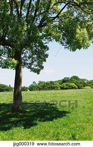 Tree and grassland View Large Photo Image Stock Photo - Tree and grassland. Fotosearch