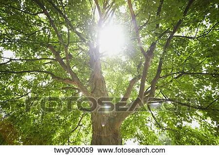 Tree and green leaves View Large Photo Image Stock Photo - Tree and green leaves. Fotosearch