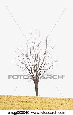 Tree and lawn View Large Photo Image Stock Image - Tree and lawn. Fotosearch