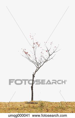 Stock Image - Tree and lawn. Fotosearch