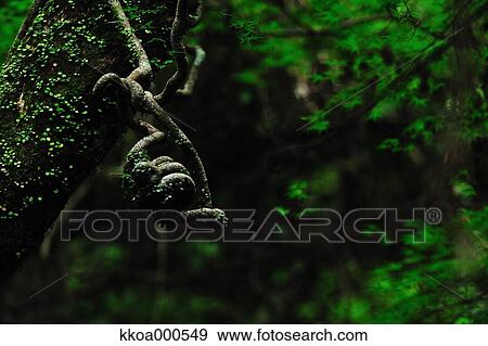 Stock Photo - Tree and moss. Fotosearch