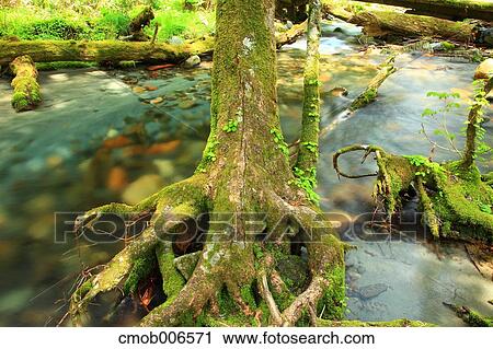 Tree and river in Chubu-Sangaku National Park, Nagano Prefecture View Large Photo Image Stock Image - Tree and river in Chubu-Sangaku National Park, Nagano Prefecture. Fotosearch