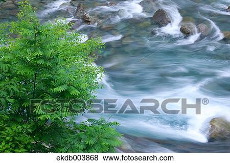 Tree and water stream, Akita Prefecture View Large Photo Image Stock Photo - Tree and water stream, Akita Prefecture. Fotosearch
