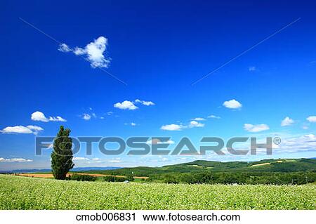 Tree, buckwheat field and sky, Hokkaido View Large Photo Image Stock Image - Tree, buckwheat field and sky, Hokkaido. Fotosearch