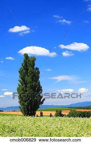 Tree, buckwheat field and sky, Hokkaido View Large Photo Image Stock Photo - Tree, buckwheat field and sky, Hokkaido. Fotosearch