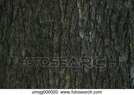 Stock Image - Tree cortex. Fotosearch