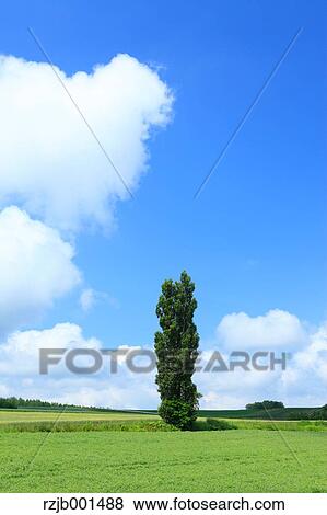Tree, fields and sky with clouds, Hokkaido View Large Photo Image Stock Photo - Tree, fields and sky with clouds, Hokkaido. Fotosearch