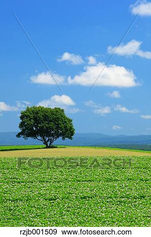 Stock Photo - Tree, fields and sky with clouds, Hokkaido. Fotosearch