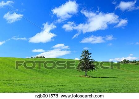 Tree, fields and sky with clouds, Hokkaido View Large Photo Image Stock Photo - Tree, fields and sky with clouds, Hokkaido. Fotosearch