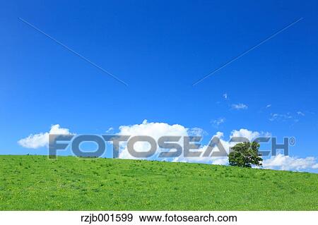 Stock Photo - Tree, fields and sky with clouds, Hokkaido. Fotosearch