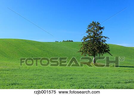 Tree, fields and sky with clouds, Hokkaido View Large Photo Image Stock Photography - Tree, fields and sky with clouds, Hokkaido. Fotosearch