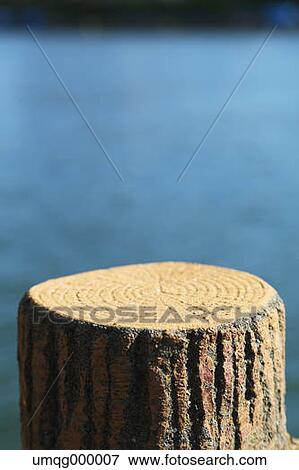 Tree stump View Large Photo Image Stock Photo - Tree stump. Fotosearch