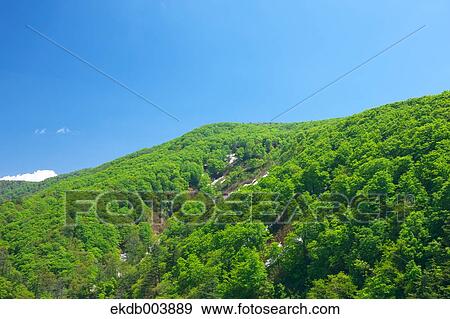 Trees and blue sky, Aomori Prefecture View Large Photo Image Stock Photo - Trees and blue sky, Aomori Prefecture. Fotosearch