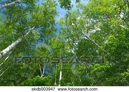 Trees and blue sky, Hokkaido View Large Photo Image Stock Photo - Trees and blue sky, Hokkaido. Fotosearch
