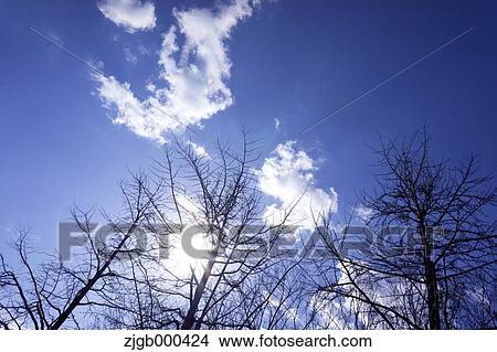 Trees and blue sky with clouds View Large Photo Image Picture - Trees and blue sky with clouds. Fotosearch