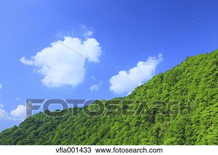 Trees and blue sky with clouds View Large Photo Image Stock Image - Trees and blue sky with clouds. Fotosearch