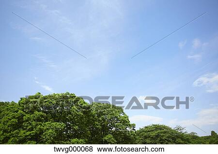Trees and blue sky with clouds View Large Photo Image Stock Photo - Trees and blue sky with clouds. Fotosearch