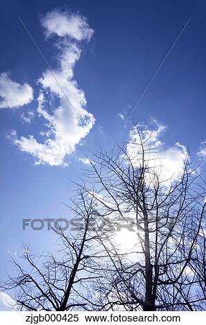 Trees and blue sky with clouds View Large Photo Image Stock Photography - Trees and blue sky with clouds. Fotosearch