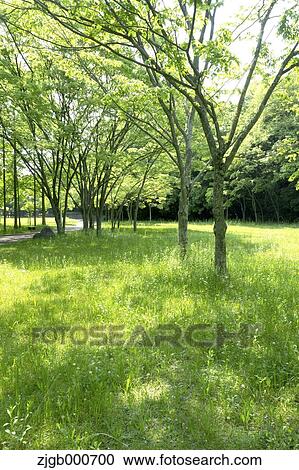Trees and grassland in a park View Large Photo Image Stock Image - Trees and grassland in a park. Fotosearch
