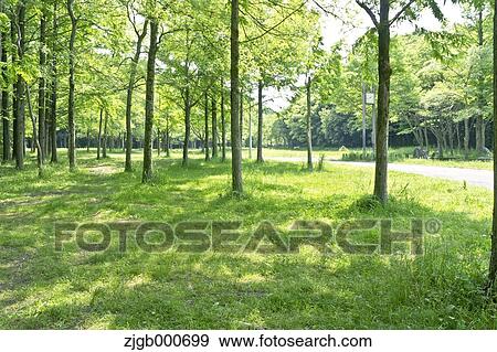 Trees and grassland in a park View Large Photo Image Stock Photo - Trees and grassland in a park. Fotosearch
