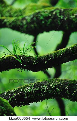 Picture - Trees and moss. Fotosearch