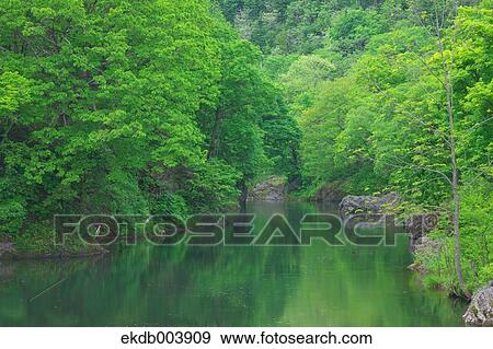 Trees and mountain stream, Hokkaido View Large Photo Image Stock Photo - Trees and mountain stream, Hokkaido . Fotosearch