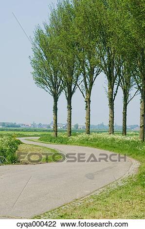Trees and S-shaped road, Netherlands View Large Photo Image Stock Image - Trees and S-shaped road, Netherlands. Fotosearch