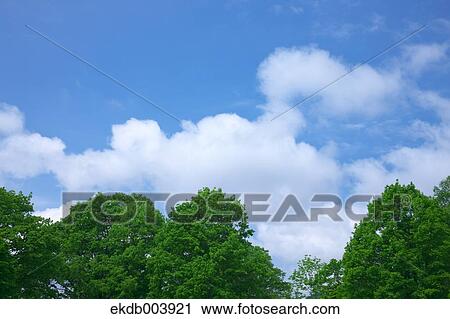 Trees and sky with clouds View Large Photo Image Stock Image - Trees and sky with clouds. Fotosearch
