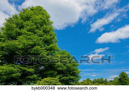 Trees and sky with clouds View Large Photo Image Stock Photo - Trees and sky with clouds. Fotosearch