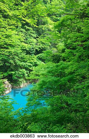 Trees and water stream, Akita Prefecture View Large Photo Image Stock Image - Trees and water stream, Akita Prefecture. Fotosearch