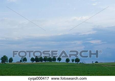 Trees, grassland and sky, Poland View Large Photo Image Stock Photo - Trees, grassland and sky, Poland. Fotosearch