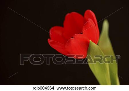 Picture - Tulip. Fotosearch