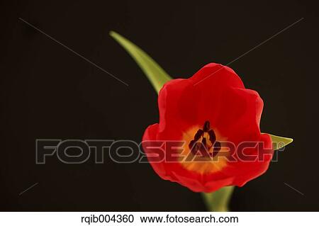 Tulip View Large Photo Image Stock Image - Tulip. Fotosearch