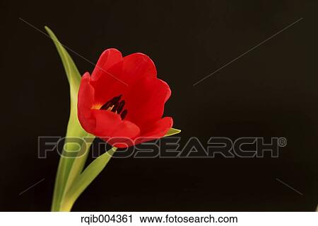 Stock Image - Tulip. Fotosearch