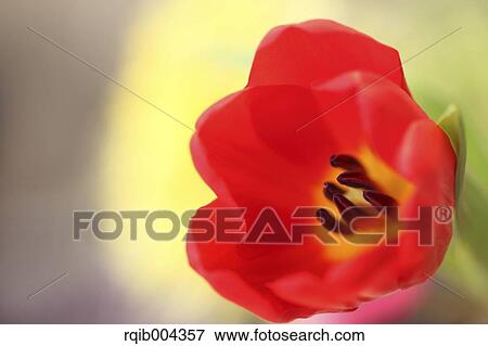 Tulip View Large Photo Image Stock Photo - Tulip. Fotosearch