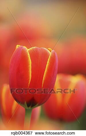 Stock Photo - Tulip. Fotosearch