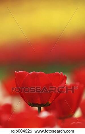 Tulip View Large Photo Image Stock Photography - Tulip. Fotosearch