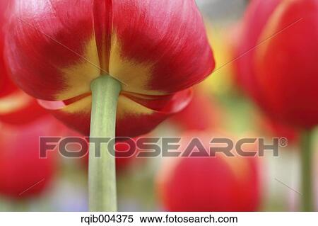 Tulip View Large Photo Image Stock Photography - Tulip. Fotosearch