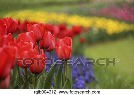 Stock Image - Tulips. Fotosearch